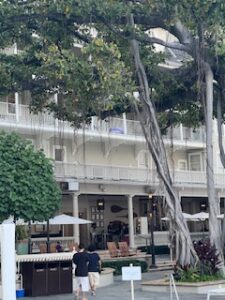Moana Surfrider Hotel Courtyard